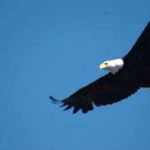 eagle-image002